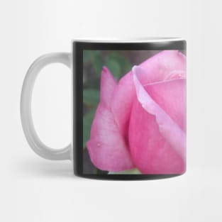Morning Dew Pink Rose Photo Print And Others Mug